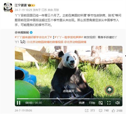 熊猫丫丫最新爆料消息,揭秘幕后真相与精彩瞬间